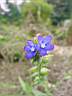 anchusa officinalis.JPG